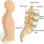 Anterior Lumbar Interbody Fusion