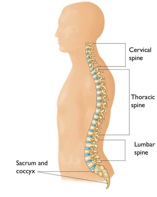 Cervical Radiculopathy (Pinched Nerve)