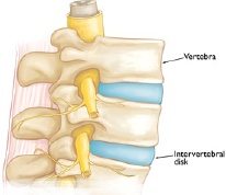 Healthy Spine