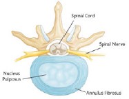 Spinal Fusion Glossary: Spine Basics