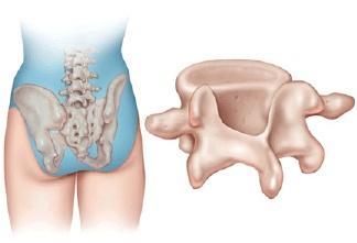 Lumbar Herniated Disc Anatomy 