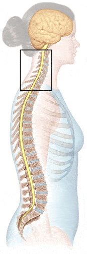 Neck Pain Anatomy