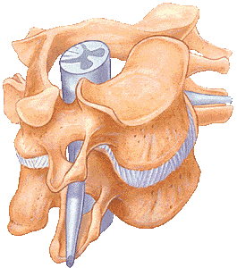 Neck Pain Anatomy