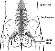 Spinal Fusion Glossary: Spine Basics