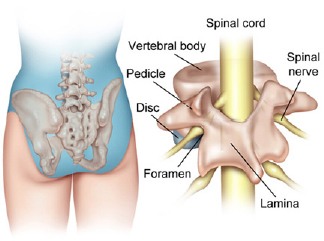  Spinal Fusion Anatomy