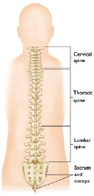 Spinal Fusion Glossary: Spine Basics