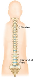 Spinal Fusion Glossary: Spine Basics