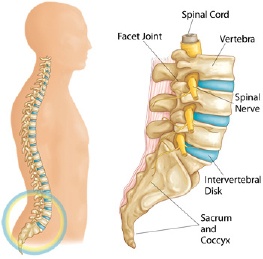 Spondylolysis and Spondylolisthesis Anatomy 